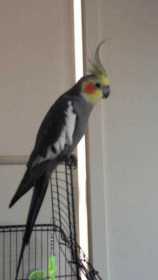 Lost Cockatiel