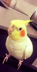 Lost Cockatiel