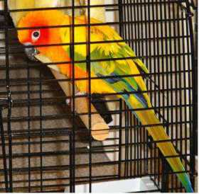 Lost Conure