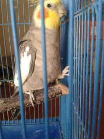 Lost Cockatiel