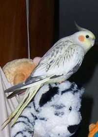 Lost Cockatiel