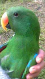 Lost Eclectus