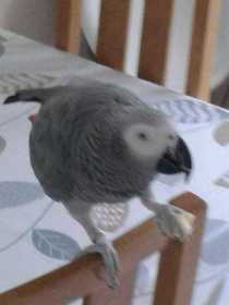 Lost African Grey