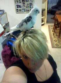 Lost Cockatiel