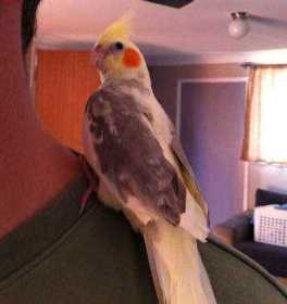 Lost Cockatiel