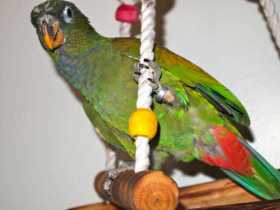 Lost Pionus