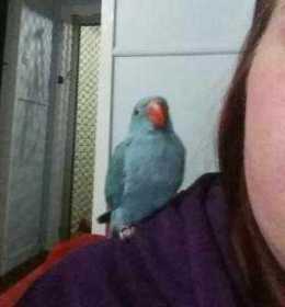 Lost Indian Ringneck Parakeet