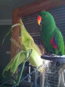 Lost Eclectus
