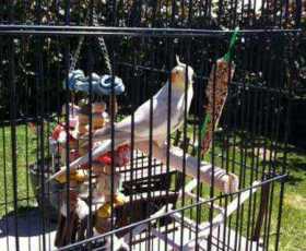 Lost Cockatiel
