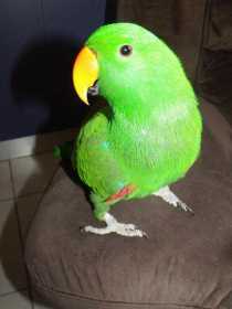 Lost Eclectus