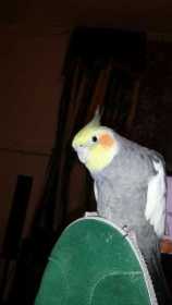 Lost Cockatiel