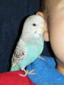 Lost Budgerigar