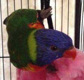 Lost Lory / Lorikeet