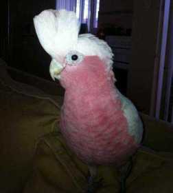 Lost Galah Cockatoo