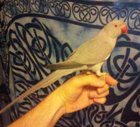 Lost Indian Ringneck Parakeet