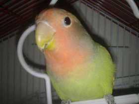 Lost Lovebird