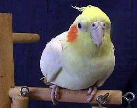 Lost Cockatiel