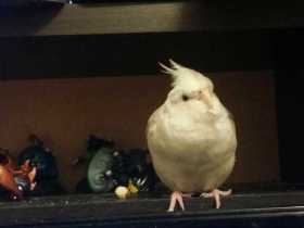 Lost Cockatiel