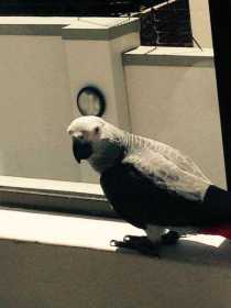 Lost African Grey