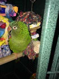 Lost Conure