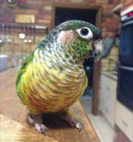 Lost Conure