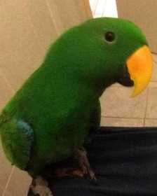 Lost Eclectus
