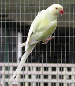 Lost Indian Ringneck Parakeet