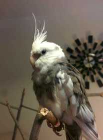 Lost Cockatiel