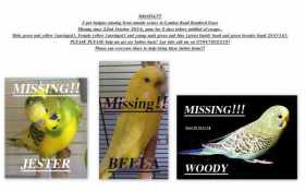 Lost Budgerigar