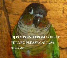 Lost Conure