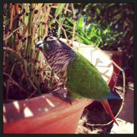 Lost Conure