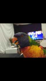 Lost Lory / Lorikeet