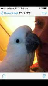 Lost Cockatoo