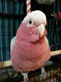 Lost Galah Cockatoo