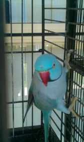 Lost Indian Ringneck Parakeet