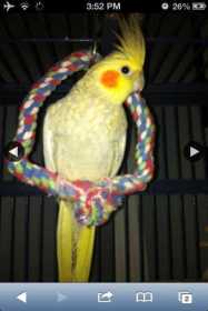 Lost Cockatiel