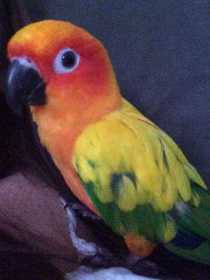 Lost Conure