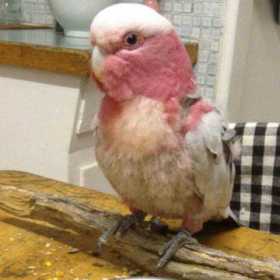 Lost Galah Cockatoo