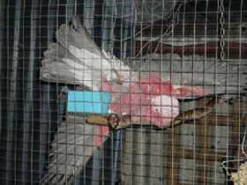 Lost Galah Cockatoo