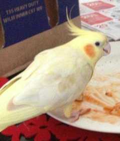 Lost Cockatiel