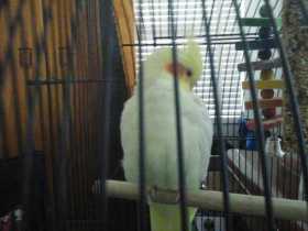 Lost Cockatiel