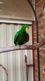 Lost Eclectus