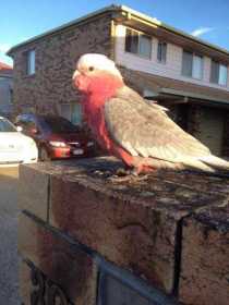 Lost Galah Cockatoo