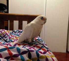 Lost Corella Cockatoo