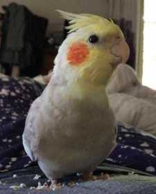 Lost Cockatiel