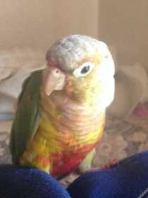 Lost Conure