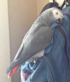 Lost African Grey