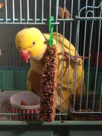 Lost Indian Ringneck Parakeet