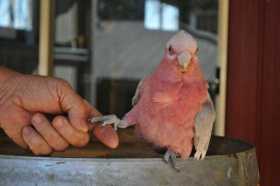 Lost Galah Cockatoo