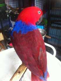 Lost Eclectus
